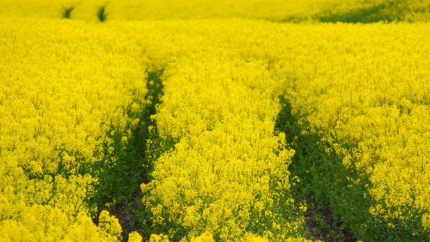 rapeseed_biofuel