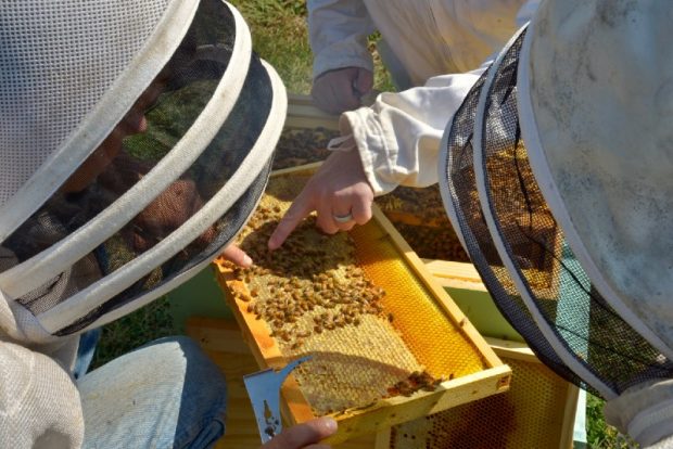 Beekeepers inspect the honeycomb. Source: John Farrell