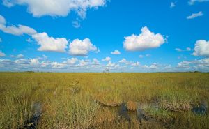 The Everglades, Florida (USA). Photo credit: Daniel Kraft