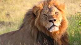 Cecil the lion at Hwange National Park