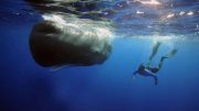 http://theplaidzebra.com/sperm-whales-are-starving-because-their-stomachs-are-full-of-plastic/