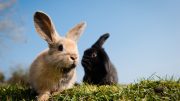 Rabbits are pet worth considering, as they leave smaller carbon foot prints than dogs or cats.