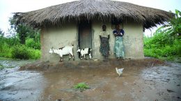 Household takes refuge from the rain in central malawi. Photo credit: ILRI/Stevie Mann