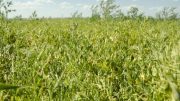 Lentils growing in field. Beach, North Dakota (USA). Photo credit: USDA Natural Resources Conservation Service