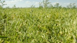 Lentils growing in field. Beach, North Dakota (USA). Photo credit: USDA Natural Resources Conservation Service