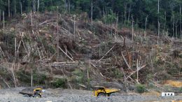 Central Kalimantan, Borneo. Photo credit: Andrew Taylor/WDM