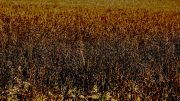 A field of dead plants, seen from Roundwood Lane, Hertfordshire. Photo credit. Gary Houston