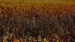 A field of dead plants, seen from Roundwood Lane, Hertfordshire. Photo credit. Gary Houston