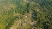 Recently clearcut section on the Tongass National Forest adjacent to older clearcuts in early seral stages in August 2010. Creative Commons photo by Alan Wu.