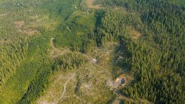 Recently clearcut section on the Tongass National Forest adjacent to older clearcuts in early seral stages in August 2010. Creative Commons photo by Alan Wu.
