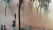 Imaggeo - European Geosciences Union Imaggeo - Smoke clears after an experimental wildfire in Australian eucalyptus forest