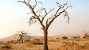 Dead tree in Tsauchab River, Sossusvlei. Photo credit: Dave Curtis