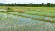 Elevated CO2 levels may lower the amount of protein synthesized by plants. And the lower levels of protein in rice is especially catastrophic as it is the global primary food source for more than two billion people. (Rice fields near Doi Inthanon National Park. Photo credit: Supercarwaar)