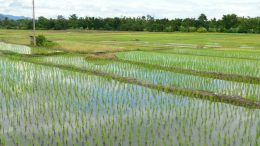 Elevated CO2 levels may lower the amount of protein synthesized by plants. And the lower levels of protein in rice is especially catastrophic as it is the global primary food source for more than two billion people. (Rice fields near Doi Inthanon National Park. Photo credit: Supercarwaar)