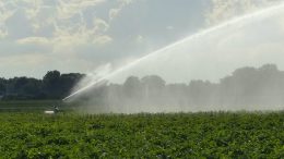 Watering the crops along Sea Lane in Wrangle (UK). Photo credit: Mat Fascione