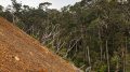Ranau, Sabah: Trees, covered under a slag heap of the Mamut Copper Mine. Photo credit: CEphoto, Uwe Aranas (Wikimedia)