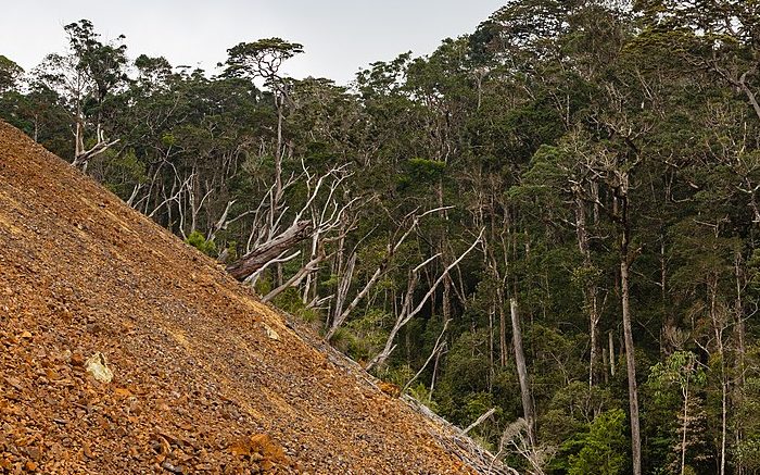 Ranau, Sabah: Trees, covered under a slag heap of the Mamut Copper Mine. Photo credit: CEphoto, Uwe Aranas (Wikimedia)