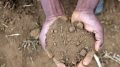 Soil in Babati, Tanzania. Photo credit: ©2014CIAT/StephanieMalyon (Flickr)