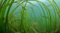 Seagrass (Zostera marina) in the Gulf of Morbihan: these perennial plants with soft green leaves are found in the Atlantic, along the French coast. Photo credit: Olivier Dugornay