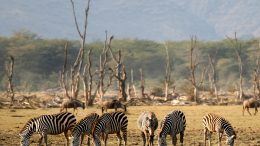 Zebras in Lake Manyara National Park, Tanzania. Photo credit: Gaurav Pandit (Wikimedia)