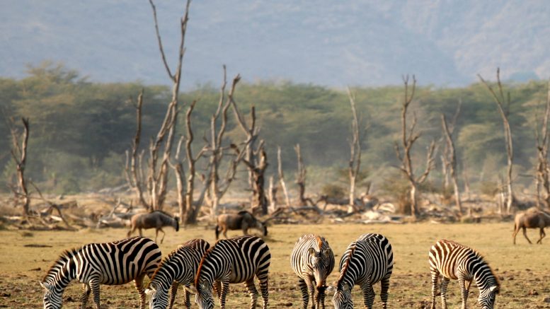 Zebras in Lake Manyara National Park, Tanzania. Photo credit: Gaurav Pandit (Wikimedia)