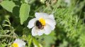 Bumblebee feeding on nectar. Photo credits: Elisabetta Fenu