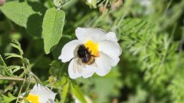 Bumblebee feeding on nectar. Photo credits: Elisabetta Fenu