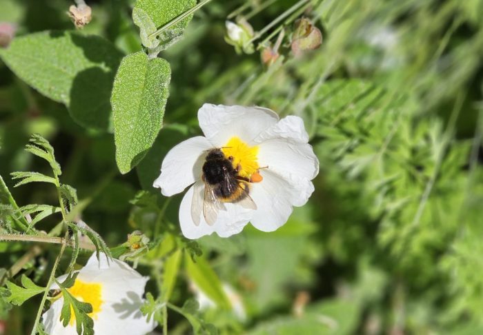 Topic Bee The Spotlight That Bees Deserve - ONE Only Natural Energy