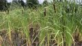 Typha latifolia in Germany. Photo credits: katrin_simon (Wikimedia)
