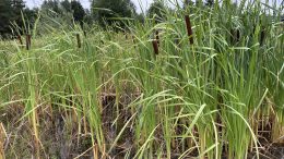 Typha latifolia in Germany. Photo credits: katrin_simon (Wikimedia)