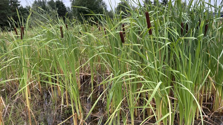 Typha latifolia in Germany. Photo credits: katrin_simon (Wikimedia)