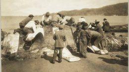 Makah Indians cutting up a whale, ca. 1910, Neah bay. Photo credits: Museum of History & Industry, Seattle (Wikimedia)