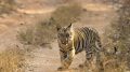 Cub of tiger Waghdoh and Chori of Tadoba Andhari Tiger Reserve, Maharashtra, India. Photo credit: Siddhesh Sawant (Wikimedia)