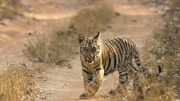Cub of tiger Waghdoh and Chori of Tadoba Andhari Tiger Reserve, Maharashtra, India. Photo credit: Siddhesh Sawant (Wikimedia)