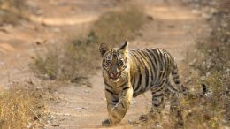 Cub of tiger Waghdoh and Chori of Tadoba Andhari Tiger Reserve, Maharashtra, India. Photo credit: Siddhesh Sawant (Wikimedia)