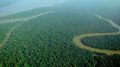 Aerial view of the Amazon rainforest. Photo credit: lubasi (Wikimedia)