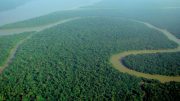 Aerial view of the Amazon rainforest. Photo credit: lubasi (Wikimedia)