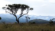 Cerrado in the Parque Nacional Chapada dos veadeiros, Brazil. Photo credit: Eliane de Castro (Wikimedia)