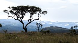 Cerrado in the Parque Nacional Chapada dos veadeiros, Brazil. Photo credit: Eliane de Castro (Wikimedia)