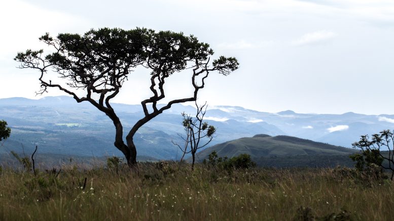 Cerrado in the Parque Nacional Chapada dos veadeiros, Brazil. Photo credit: Eliane de Castro (Wikimedia)