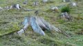 Tree stumps after a deforestation. Photo credit: Hans (Wikimedia)