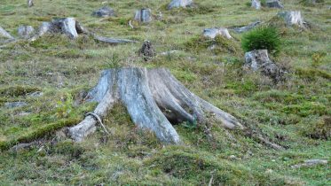 Tree stumps after a deforestation. Photo credit: Hans (Wikimedia)